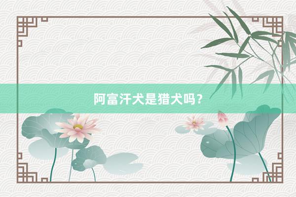 阿富汗犬是猎犬吗？
